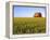 Wheat Crop Growing in Field Before Barn-Terry Eggers-Framed Premier Image Canvas