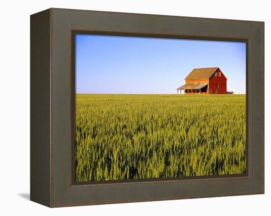 Wheat Crop Growing in Field Before Barn-Terry Eggers-Framed Premier Image Canvas