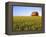 Wheat Crop Growing in Field Before Barn-Terry Eggers-Framed Premier Image Canvas