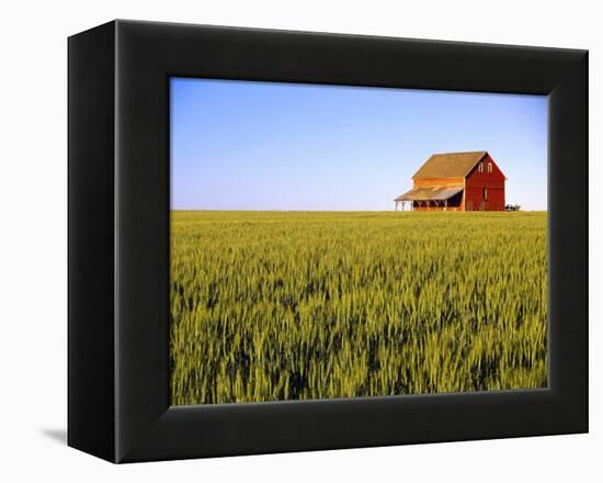 Wheat Crop Growing in Field Before Barn-Terry Eggers-Framed Premier Image Canvas