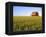 Wheat Crop Growing in Field Before Barn-Terry Eggers-Framed Premier Image Canvas