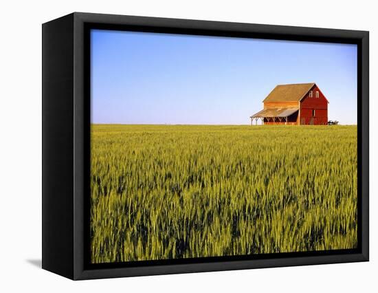 Wheat Crop Growing in Field Before Barn-Terry Eggers-Framed Premier Image Canvas