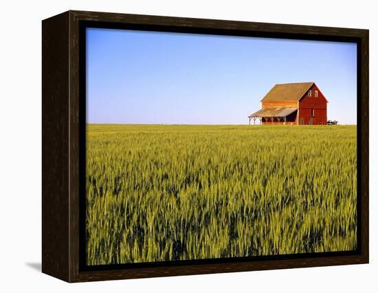 Wheat Crop Growing in Field Before Barn-Terry Eggers-Framed Premier Image Canvas