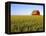 Wheat Crop Growing in Field Before Barn-Terry Eggers-Framed Premier Image Canvas