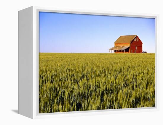 Wheat Crop Growing in Field Before Barn-Terry Eggers-Framed Premier Image Canvas