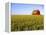 Wheat Crop Growing in Field Before Barn-Terry Eggers-Framed Premier Image Canvas