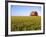 Wheat Crop Growing in Field Before Barn-Terry Eggers-Framed Photographic Print