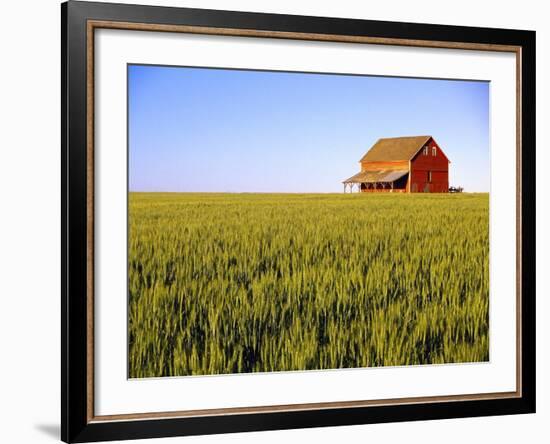 Wheat Crop Growing in Field Before Barn-Terry Eggers-Framed Photographic Print