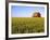 Wheat Crop Growing in Field Before Barn-Terry Eggers-Framed Photographic Print