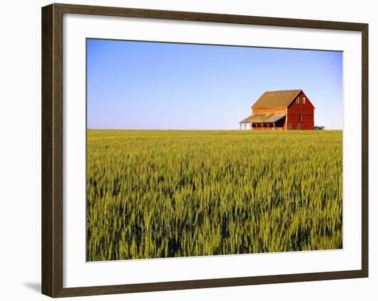 Wheat Crop Growing in Field Before Barn-Terry Eggers-Framed Photographic Print