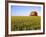 Wheat Crop Growing in Field Before Barn-Terry Eggers-Framed Photographic Print