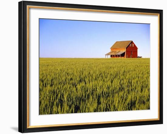 Wheat Crop Growing in Field Before Barn-Terry Eggers-Framed Photographic Print