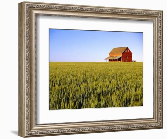 Wheat Crop Growing in Field Before Barn-Terry Eggers-Framed Photographic Print