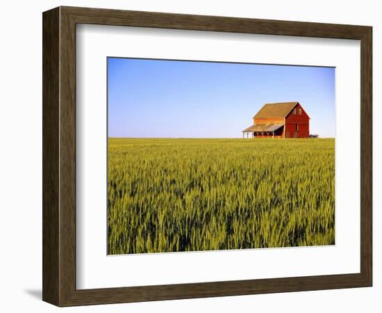 Wheat Crop Growing in Field Before Barn-Terry Eggers-Framed Photographic Print