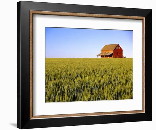 Wheat Crop Growing in Field Before Barn-Terry Eggers-Framed Photographic Print