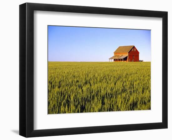 Wheat Crop Growing in Field Before Barn-Terry Eggers-Framed Photographic Print