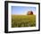 Wheat Crop Growing in Field Before Barn-Terry Eggers-Framed Photographic Print