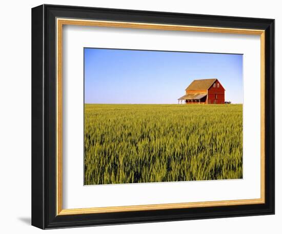 Wheat Crop Growing in Field Before Barn-Terry Eggers-Framed Photographic Print