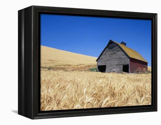 Wheat Crop Growing in Field By Barn-Terry Eggers-Framed Premier Image Canvas