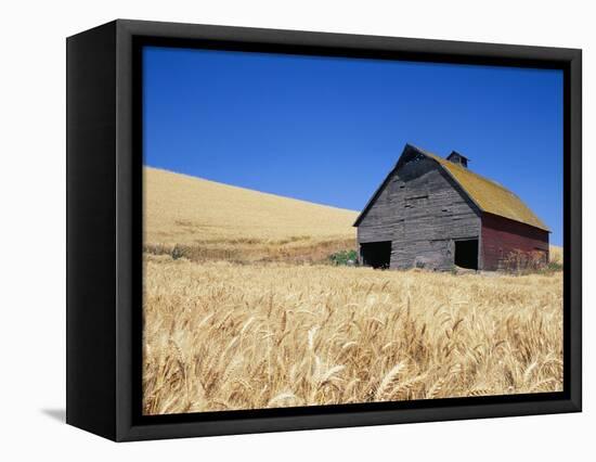 Wheat Crop Growing in Field By Barn-Terry Eggers-Framed Premier Image Canvas