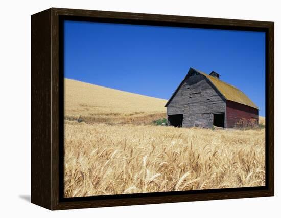 Wheat Crop Growing in Field By Barn-Terry Eggers-Framed Premier Image Canvas