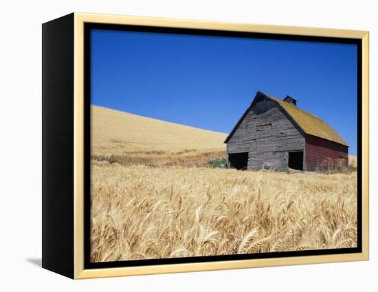 Wheat Crop Growing in Field By Barn-Terry Eggers-Framed Premier Image Canvas