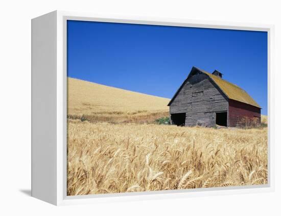 Wheat Crop Growing in Field By Barn-Terry Eggers-Framed Premier Image Canvas