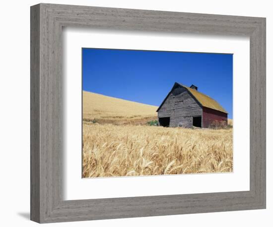 Wheat Crop Growing in Field By Barn-Terry Eggers-Framed Photographic Print