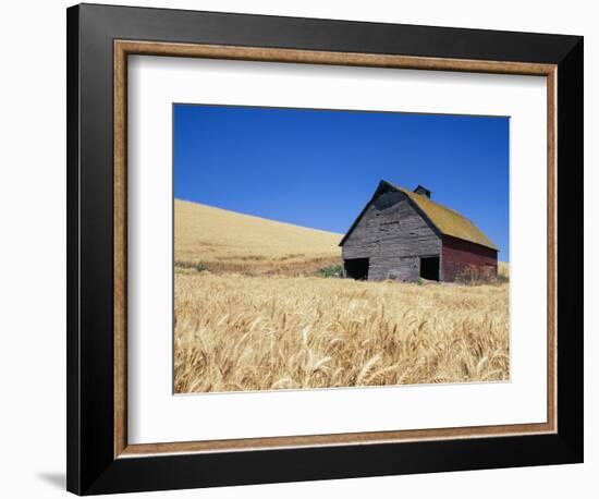 Wheat Crop Growing in Field By Barn-Terry Eggers-Framed Photographic Print