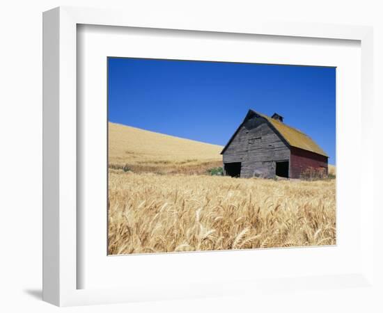 Wheat Crop Growing in Field By Barn-Terry Eggers-Framed Photographic Print