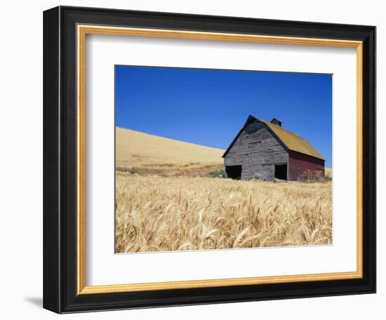 Wheat Crop Growing in Field By Barn-Terry Eggers-Framed Photographic Print