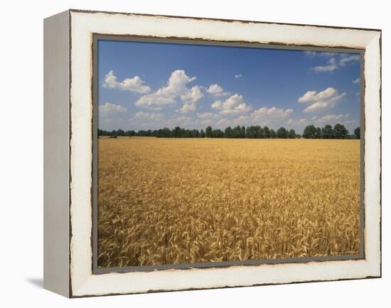 Wheat Crop, Lexington, Kentucky, USA-Adam Jones-Framed Premier Image Canvas