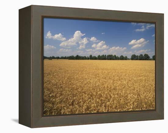 Wheat Crop, Lexington, Kentucky, USA-Adam Jones-Framed Premier Image Canvas