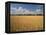 Wheat Crop, Lexington, Kentucky, USA-Adam Jones-Framed Premier Image Canvas