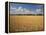 Wheat Crop, Lexington, Kentucky, USA-Adam Jones-Framed Premier Image Canvas