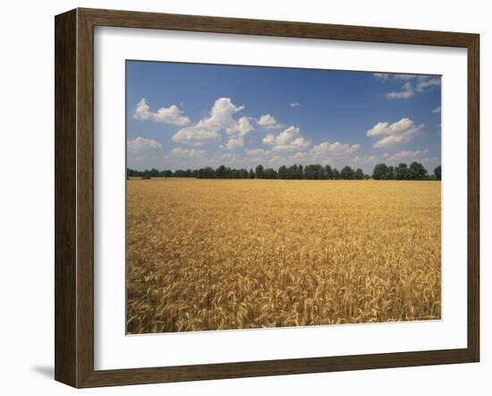 Wheat Crop, Lexington, Kentucky, USA-Adam Jones-Framed Photographic Print