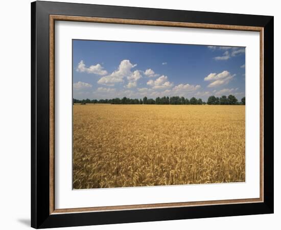 Wheat Crop, Lexington, Kentucky, USA-Adam Jones-Framed Photographic Print