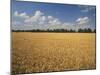 Wheat Crop, Lexington, Kentucky, USA-Adam Jones-Mounted Photographic Print