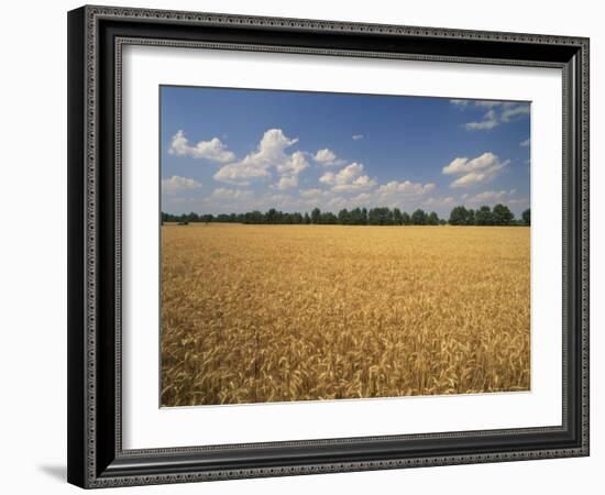 Wheat Crop, Lexington, Kentucky, USA-Adam Jones-Framed Photographic Print