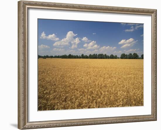 Wheat Crop, Lexington, Kentucky, USA-Adam Jones-Framed Photographic Print