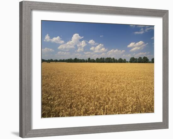 Wheat Crop, Lexington, Kentucky, USA-Adam Jones-Framed Photographic Print