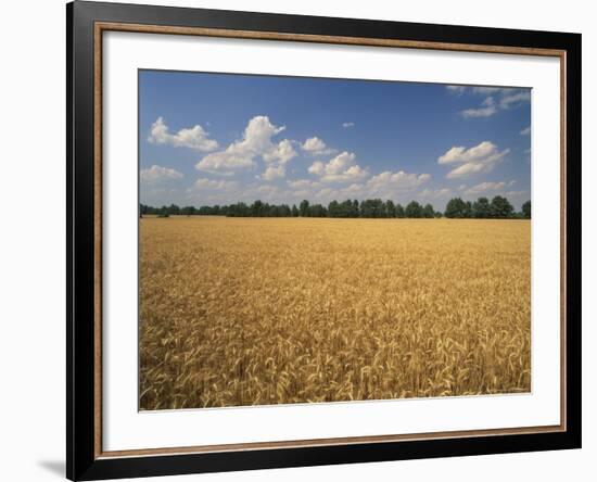 Wheat Crop, Lexington, Kentucky, USA-Adam Jones-Framed Photographic Print