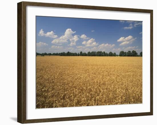 Wheat Crop, Lexington, Kentucky, USA-Adam Jones-Framed Photographic Print