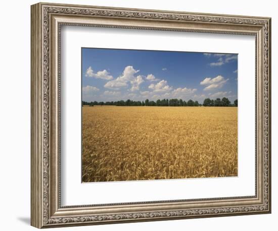 Wheat Crop, Lexington, Kentucky, USA-Adam Jones-Framed Photographic Print