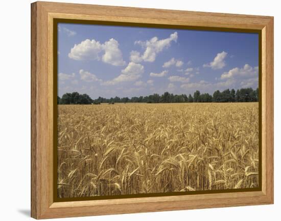 Wheat Crop, Tennessee, USA-Adam Jones-Framed Premier Image Canvas