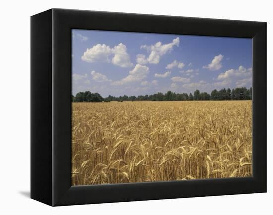 Wheat Crop, Tennessee, USA-Adam Jones-Framed Premier Image Canvas