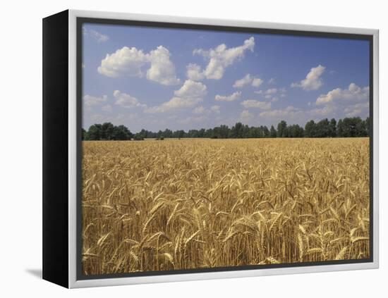 Wheat Crop, Tennessee, USA-Adam Jones-Framed Premier Image Canvas