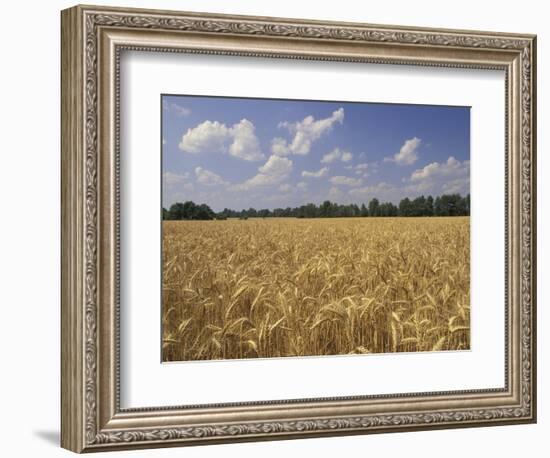 Wheat Crop, Tennessee, USA-Adam Jones-Framed Photographic Print