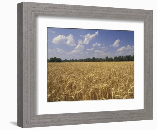 Wheat Crop, Tennessee, USA-Adam Jones-Framed Photographic Print