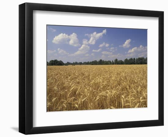 Wheat Crop, Tennessee, USA-Adam Jones-Framed Photographic Print